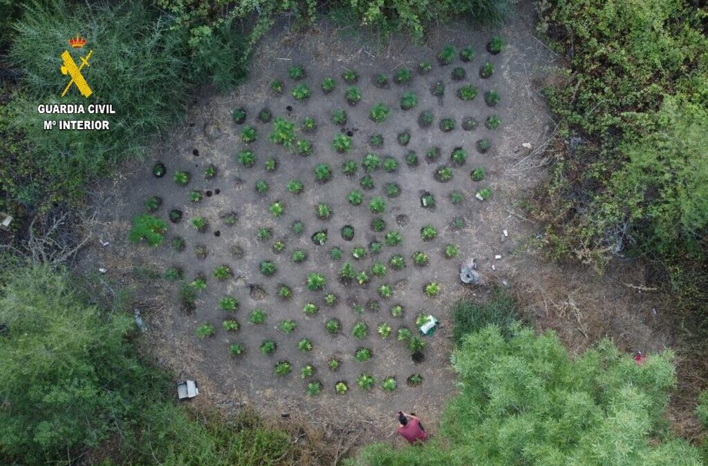 La Guardia Civil desmantela una plantación de marihuana en la localidad de San Roque