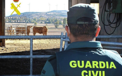 La Guardia Civil investiga a una persona por el robo de 30 lechazos en La Ribera