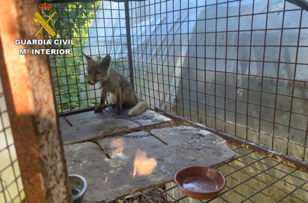 La Guardia Civil halla un zorro en el interior de una jaula, sujeto por una cadena, además de otros animales en una instalación que no reúne las condiciones higiénico sanitarias establecidas