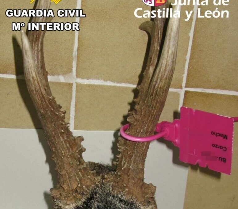 El responsable de una orgánica de caza es denunciado por precintar irregularmente un corzo