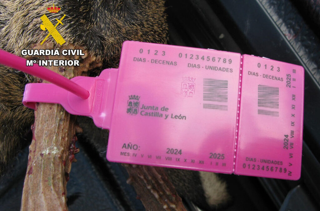 La Guardia Civil sorprende a un cazador que había precintado incorrectamente un corzo
