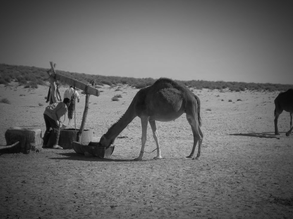 pozo sahara