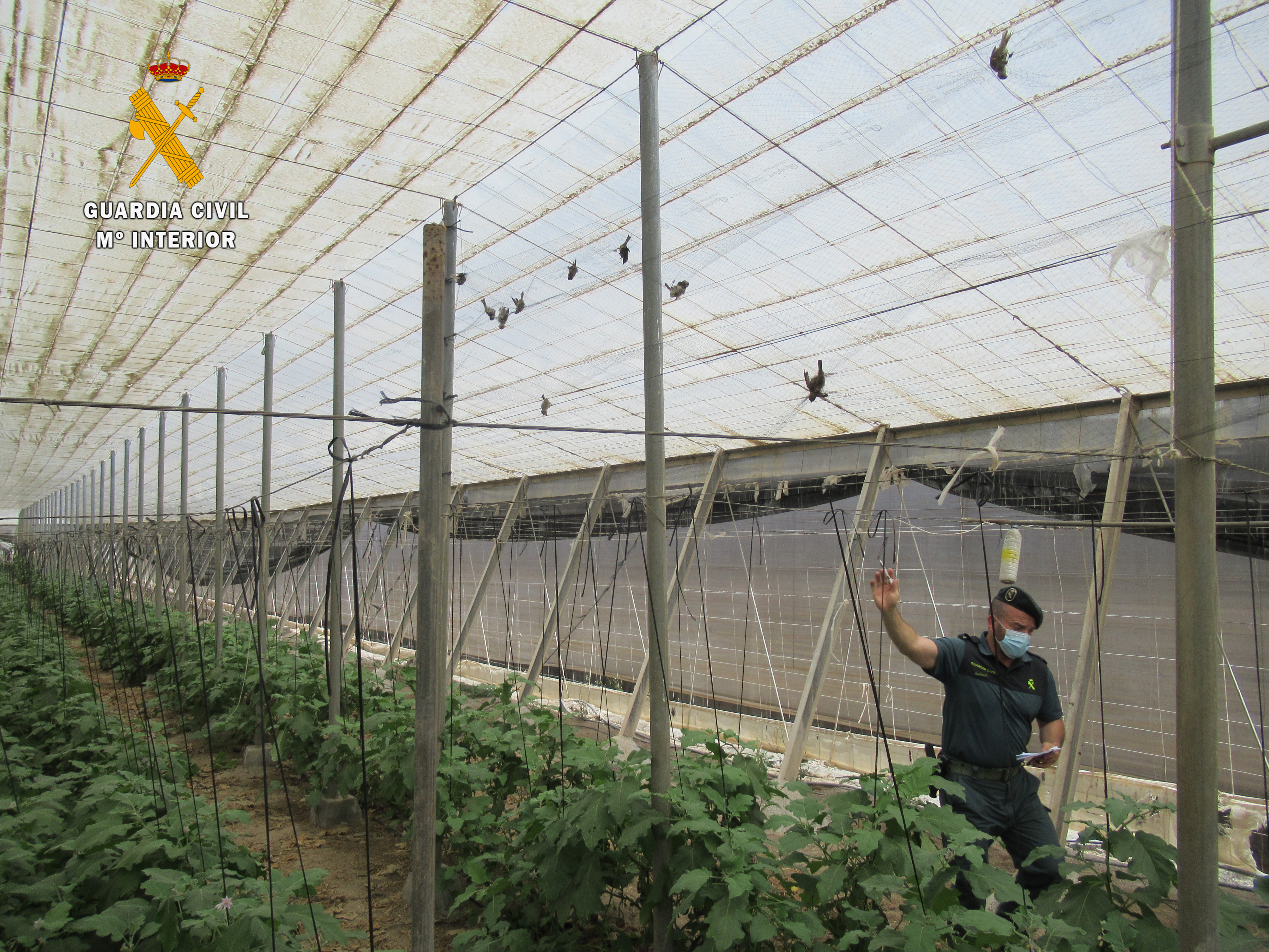 20210915 INV3P CAPTURA ILEGAL AVES Y LIBERACION EJEMPLARES VIVOS EL EJIDO 3